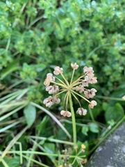 Allium