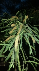 Prosopis laevigata