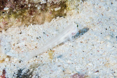 Gnatholepis cauerensis