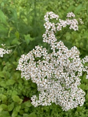 Achillea