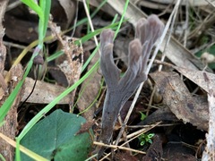 Clavulina tasmanica