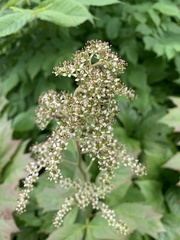 Rodgersia