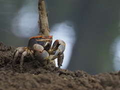 Chasmagnathus convexus