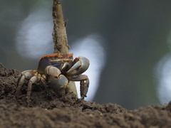 Chasmagnathus convexus