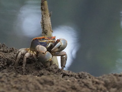 Chasmagnathus convexus