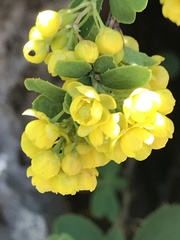 Berberis aetnensis