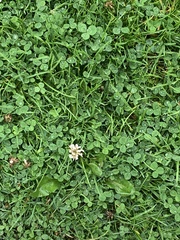 Trifolium repens