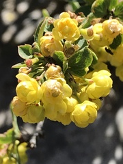 Berberis aetnensis