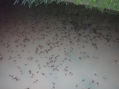 Bufo bufo