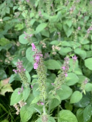 Stachys sylvatica