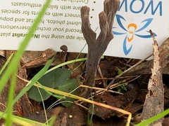 Clavulina tasmanica