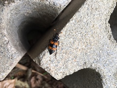 Nicrophorus quadripunctatus