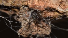 Paramatachia decorata