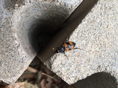Nicrophorus quadripunctatus