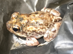 Tomopterna krugerensis