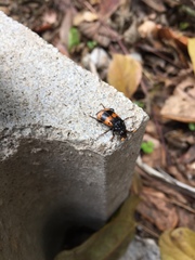 Nicrophorus quadripunctatus