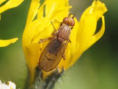 Dryomyzidae