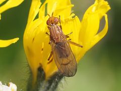 Dryomyzidae