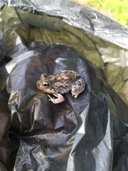 Tomopterna krugerensis