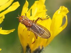 Dryomyzidae