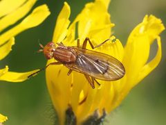 Dryomyzidae
