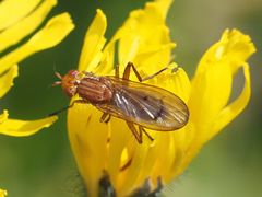 Dryomyzidae