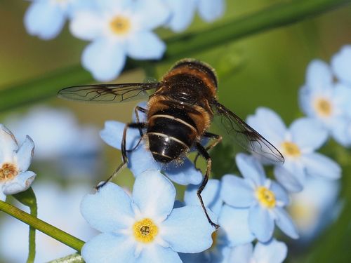 Spot-winged Drone Fly photo 3