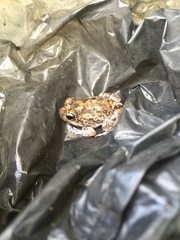 Tomopterna krugerensis