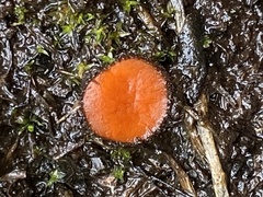 Scutellinia decipiens