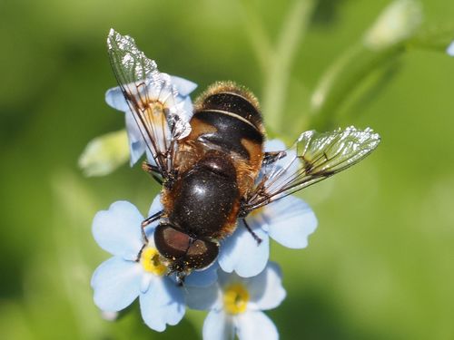 Spot-winged Drone Fly photo 2