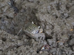 Parasesarma