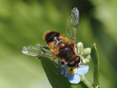 Eristalis jugorum