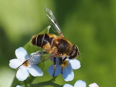 Eristalis jugorum