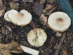 Lepiota elaiophylla