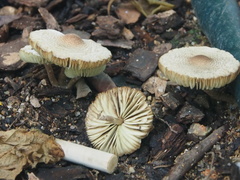 Lepiota elaiophylla