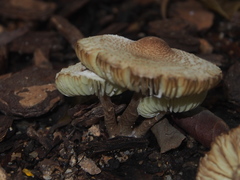 Lepiota elaiophylla