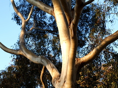 Eucalyptus leucoxylon connata