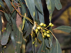 Eucalyptus leucoxylon connata