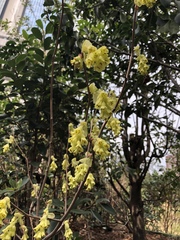 Corylopsis spicata
