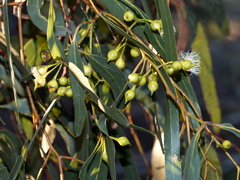 Eucalyptus leucoxylon connata