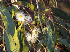 Eucalyptus leucoxylon connata