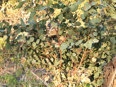 Eucalyptus leucoxylon connata