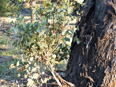 Eucalyptus leucoxylon connata