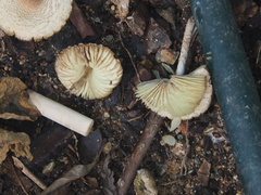 Lepiota elaiophylla
