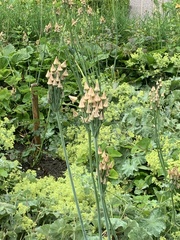 Allium