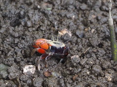 Tubuca arcuata image