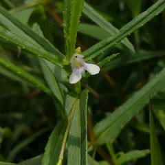 Impatiens herbicola