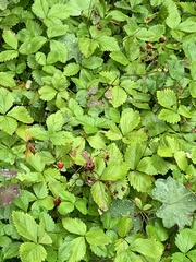 Fragaria vesca