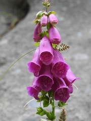 Digitalis purpurea