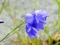 Campanula rotundifolia